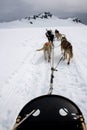 View from Sled Pulled by Dogs on Snow Royalty Free Stock Photo