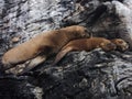 View of sleeping sea lions on a rocky island Royalty Free Stock Photo