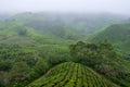 View of slope valley filled with tea plantations covered by fog