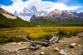 Vegetation on Andes foothills and slopes