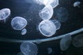 View of a smack of jellyfish swimming underwater