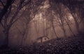 View of small abandoned haunted house in the enchanted wood with fog Royalty Free Stock Photo