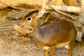 A view of a small antelope in the wild. Dikdik.