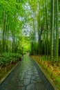 Small bamboo forest, in Shuzenji