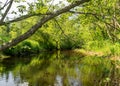 A small brown river, trees fall into the water, low river calm,.summer forest river reflection landscape Royalty Free Stock Photo