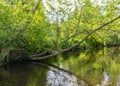A small brown river, trees fall into the water, low river calm,.summer forest river reflection landscape Royalty Free Stock Photo