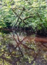 A small brown river, trees fall into the water, low river calm,.summer forest river reflection landscape Royalty Free Stock Photo