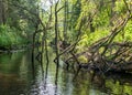 A small brown river, trees fall into the water, low river calm,.summer forest river reflection landscape Royalty Free Stock Photo