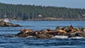 View of small colony of California sea lions on small rocky island in the Salish Sea with island in background in Canada.