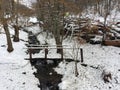View of a small creek in the middle of a forest during winter Royalty Free Stock Photo