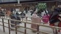view of small dolls Hinamatsuri or Hina, for celebrate new year fest at tokyo exhibition hall