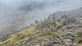 View of a small field of Dendrocross in the high steppes of Kilimanjaro. African unique plant. Foggy mountain landscape