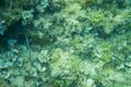 View of small fish camouflaging under water in clear and clean mediterranean water with stones and algae in the seabed of the the Royalty Free Stock Photo