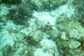 View of small fish camouflaging under water in clear and clean mediterranean water with stones and algae in the seabed of the the Royalty Free Stock Photo