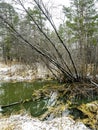 view of a small forest river near a pine forest in the Middle Urals at the beginning of winter