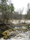 view of a small forest river near a pine forest in the Middle Urals at the beginning of winter