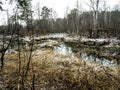 view of a small forest river near a pine forest in the Middle Urals at the beginning of winter