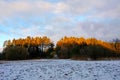 View of a small forest during sunset in late autumn. Selective focus Royalty Free Stock Photo