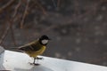 Small Great Tit on the window sill looking down