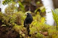 View of Small Ground Finch  Geospiza fuliginosa  in the Galapagos Royalty Free Stock Photo