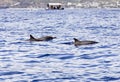 View of small group of dolphins