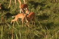 VIEW OF SMALL GROUP OF IMPALA BUCK