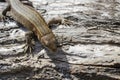 Small lizard on the rough wooden surface macro Royalty Free Stock Photo