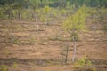 View of small newly planted trees in a dry grassy field in Lithuania on a gloomy day