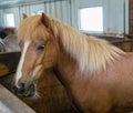 View of the small pony-like Icelandic horse, a breed of horse developed in Iceland. Used for Royalty Free Stock Photo