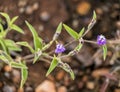 A view of small purple colour flower Royalty Free Stock Photo