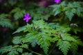 View of a small purple wild geranium flower hidden in green grass Royalty Free Stock Photo