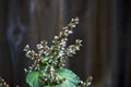 Close up of flowering patchouli plant against wooden fence