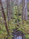 The view of a small Stream bed, covered by Mosses and Ferns, and flanked by bare Old Tree`s.