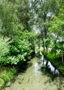 Small stream meandering through an idyllic alley of tall trees