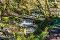 Cedar River Trail Stream 3