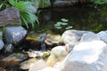 A view small waterfall in a pond with lush green lily pads and plants Royalty Free Stock Photo