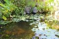 A view small waterfall in a pond with lush green lily pads and plants Royalty Free Stock Photo