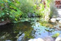 A view small waterfall in a pond with lush green lily pads and plants Royalty Free Stock Photo