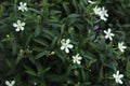 Tiny white flowers that bloom on a coral swirl dwarf variety plant