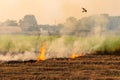 Flames, smoke from burning stubble straw Royalty Free Stock Photo