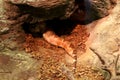 View of snake sleeping inside small cave