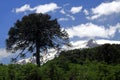 View on snow capped black cone of Volcano Llaima at Conguillio in central Chile framed by pine trees Araucaria araucana