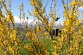 View of snow-capped mountains and cable car cabin through branches of shrub with yellow flowers