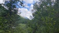 View of the snow-covered Belukha mountain in the clouds through the green foliage of trees. Blue sky and white clouds Royalty Free Stock Photo