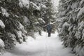 View of snow-covered conifer trees and deep snow in winter forest. Lone hiker with a backpack walking along the trail.