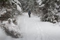 View of snow-covered conifer trees and deep snow in winter forest. Lone hiker with a backpack walking along the trail. Royalty Free Stock Photo