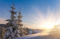 View of snow-covered conifer trees and snow flakes at sunrise. Merry Christmas's or New Year's background.