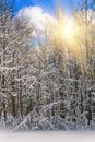 View of snow-covered conifer trees and snow flakes at sunrise. Merry Christmas's or New Year's background. Royalty Free Stock Photo