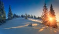 View of snow-covered conifer trees at sunrise. Merry Christmas's or New Year's background.