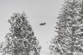 view of snow-covered fir trees and white snow on which walks grey sled dog Royalty Free Stock Photo